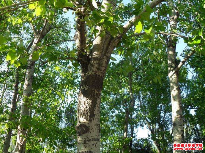 园林植物观赏特性之枝干具有特色的树木有哪些？