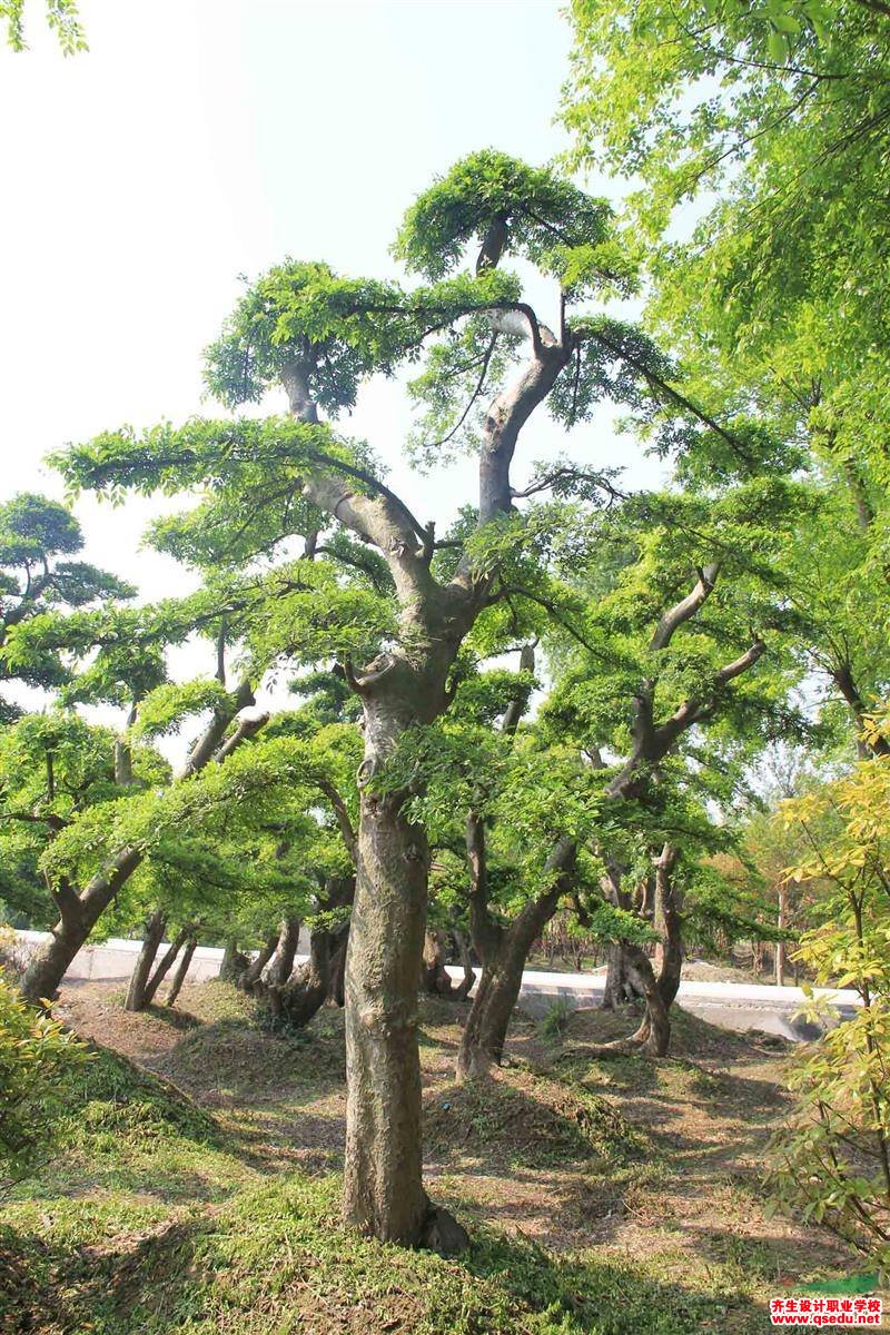 园林植物观赏特性之枝干具有特色的树木有哪些？