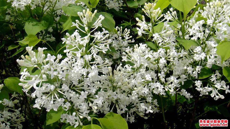 白色系春天开花的园林景观植物有哪些？