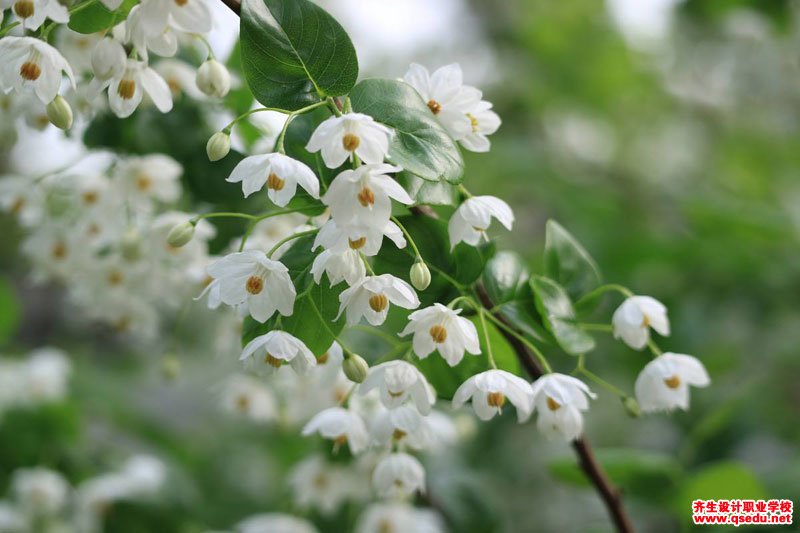 白色系春天开花的园林景观植物有哪些？