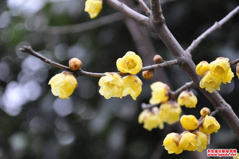 黄色系春天开花的园林景观植物有哪些？