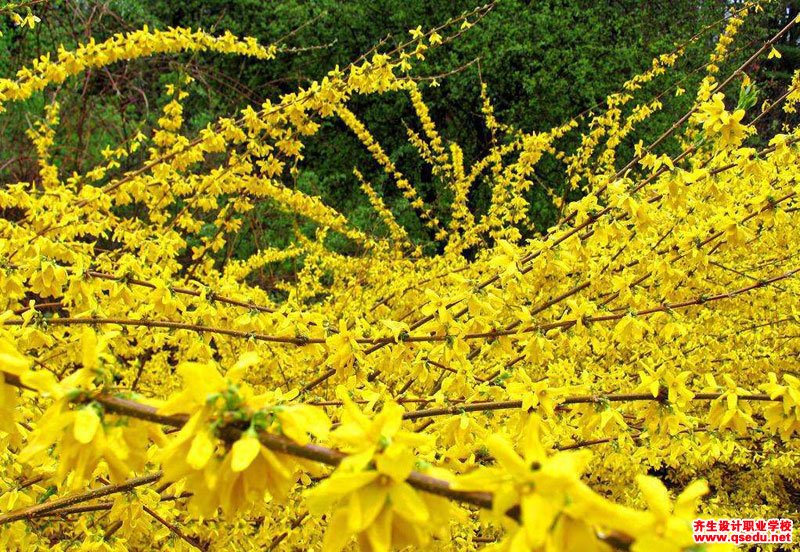 黄色系春天开花的园林景观植物有哪些？