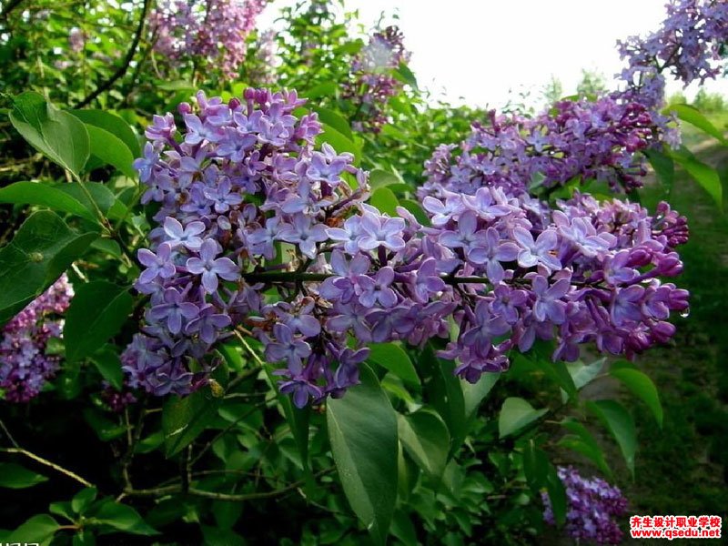 紫色系春天开花的园林景观植物有哪些？
