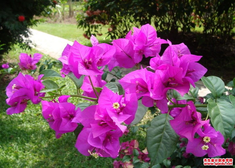 紫色系春天开花的园林景观植物有哪些？