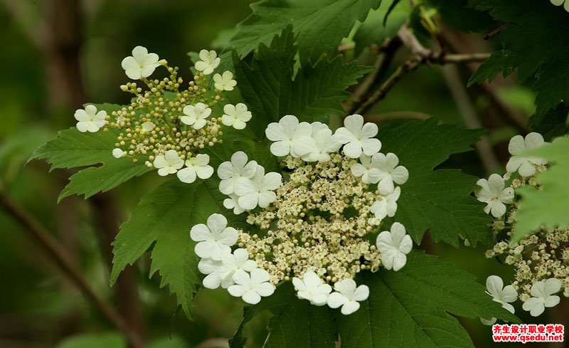 夏季开花为白色的园林景观植物有哪些？