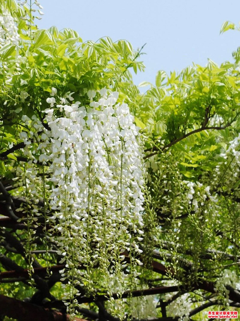 夏季开花为白色的园林景观植物有哪些？