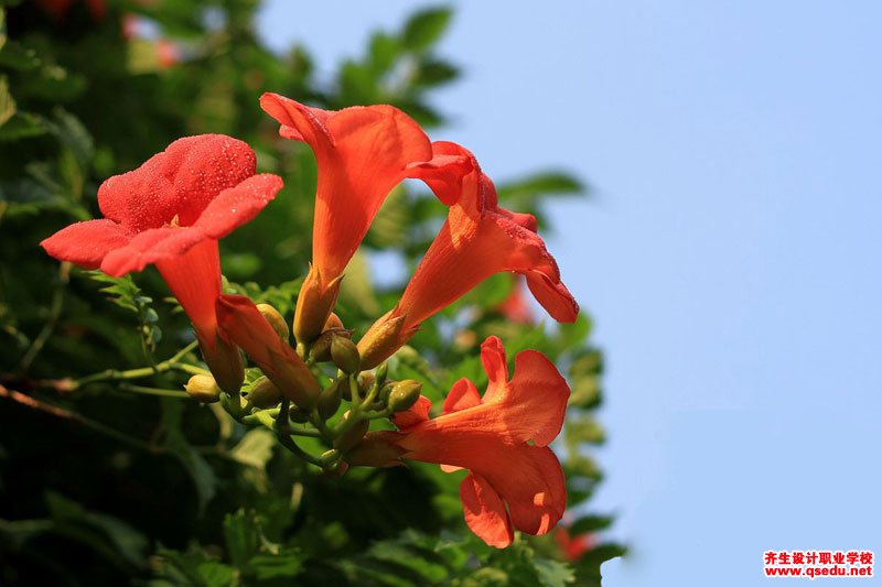 夏季开花为红色的园林景观植物有哪些？