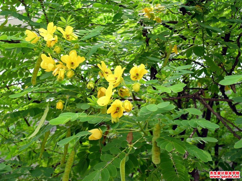 夏季开花为黄色的园林景观植物有哪些？