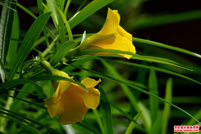 夏季开花为黄色的园林景观植物有哪些？