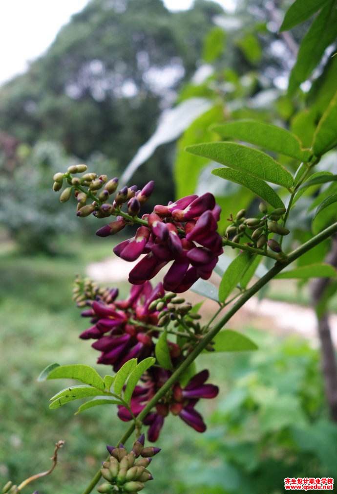 夏季开花为紫色的园林景观植物有哪些？