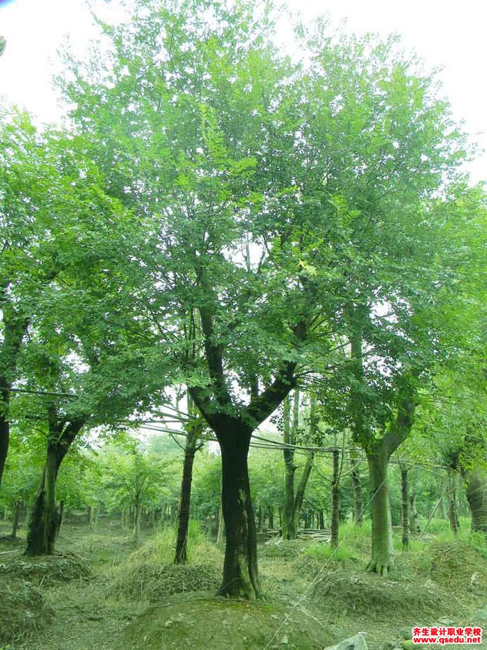 园林植物中一般较公认的阳性树种有哪些？