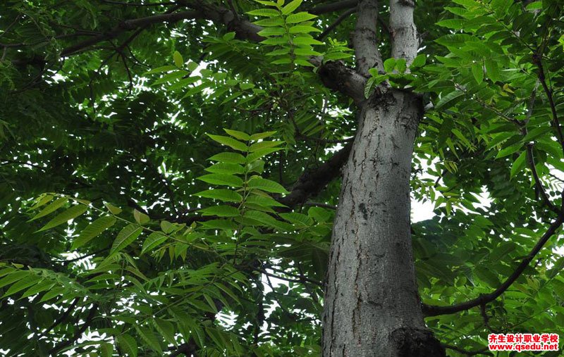 园林植物中一般较公认的阳性树种有哪些？