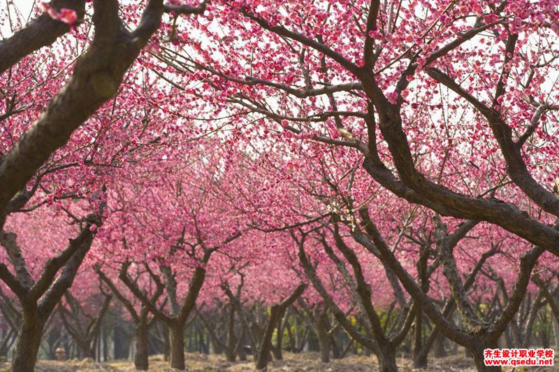 适宜成片种植的园林景观植物-桃树