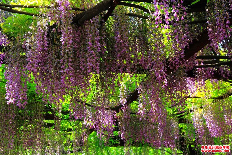 适宜做藤架（垂直绿化）的园林景观植物-紫藤