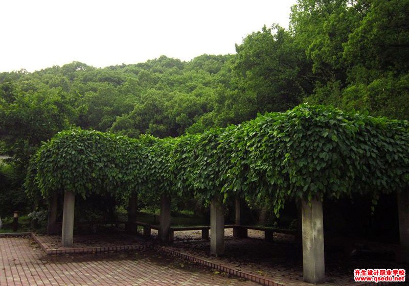 适宜做藤架（垂直绿化）的园林景观植物-油麻藤