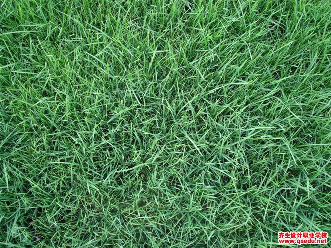 冷地型（寒季型、冬绿型）草坪植物-本特草