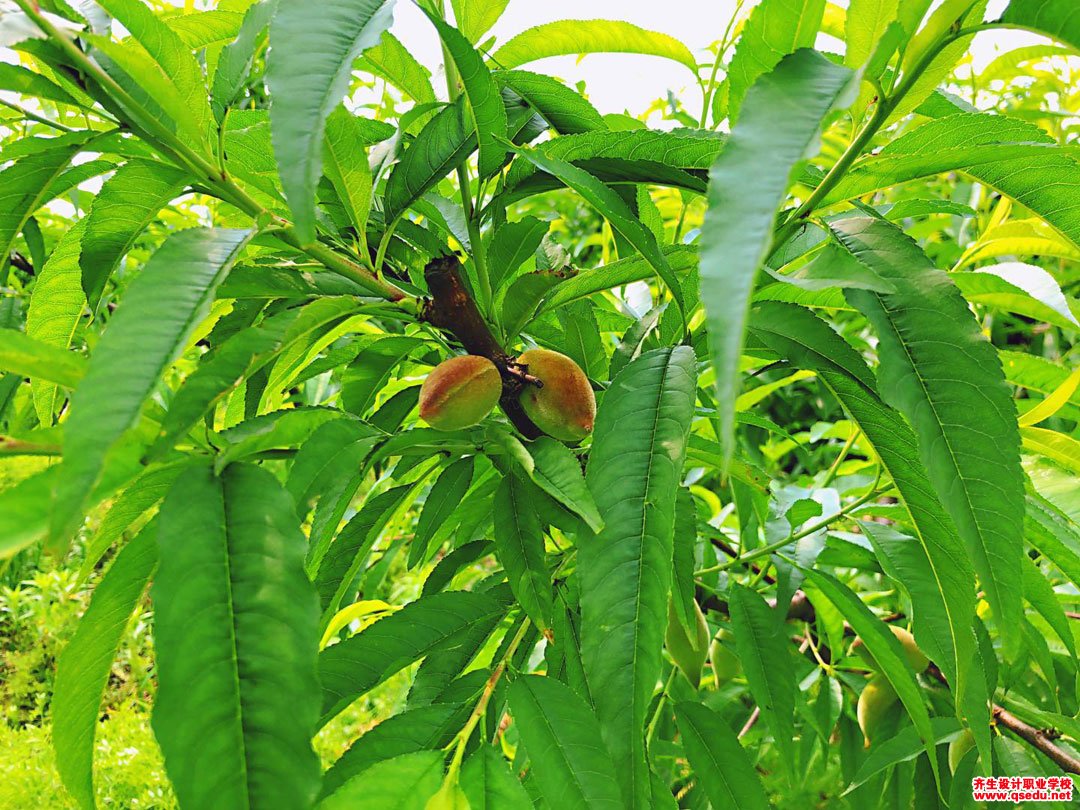 碧桃的养殖方法,碧桃的功效与作用 ,碧桃和桃树的区别,碧桃品种分类_齐家网