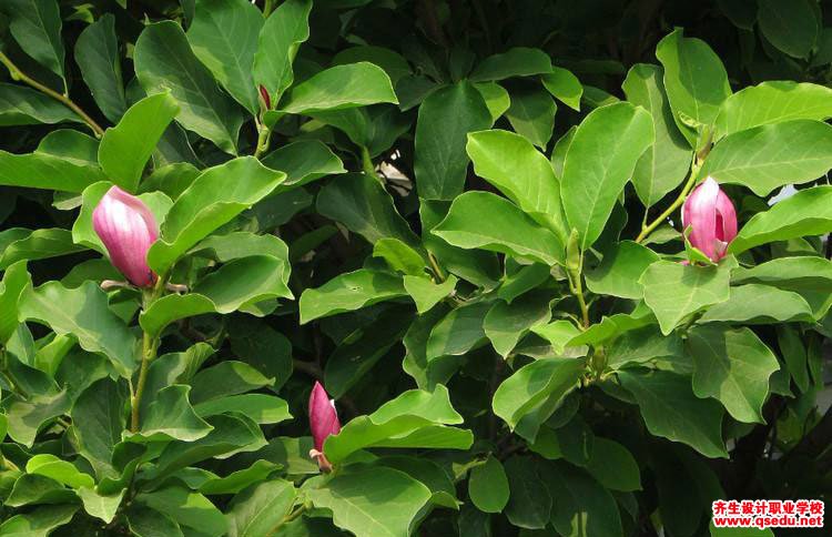 木兰花的花期,形态特征,生长习性和园林用途