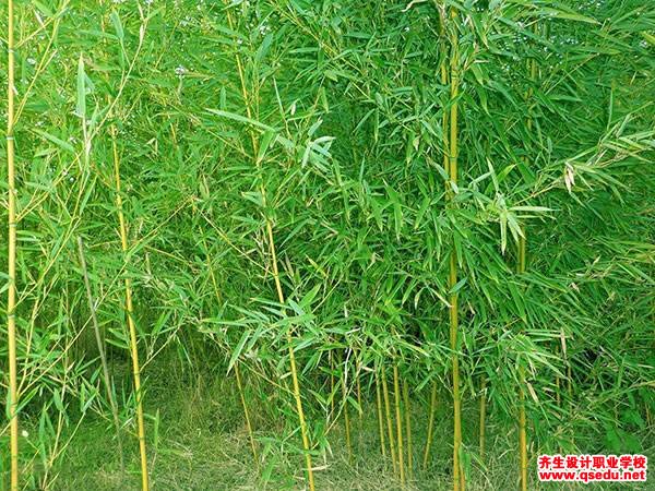 早园竹的形态特征,生长性和园林用途