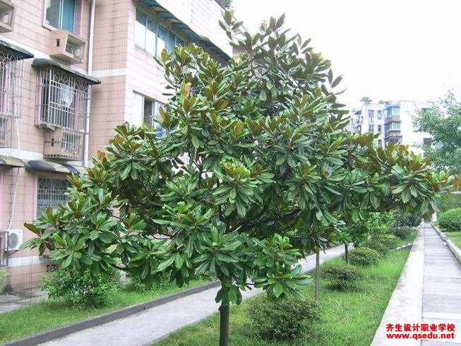 广玉兰的花期,形态特征,生长习性和园林用途