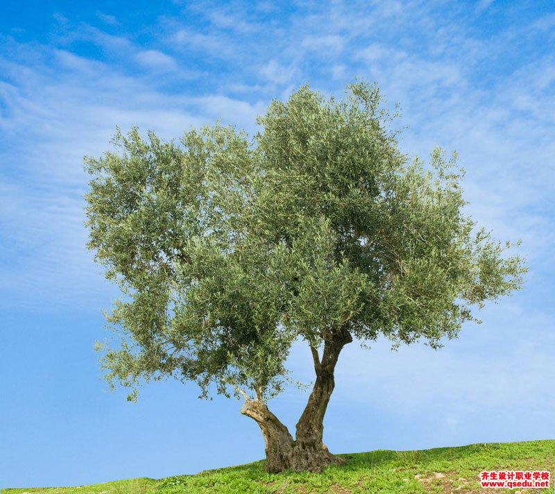 橄榄树的形态特征,生长习性和园林用途
