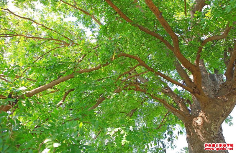 皂荚树的花期,形态特征,生长习性和园林用途