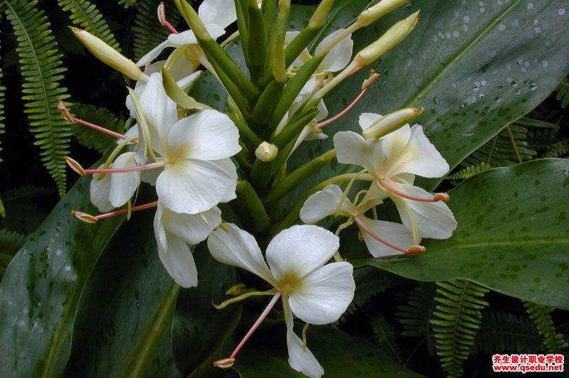 云南植物-云南發現植物新種瑞麗舞花姜 花型獨特宛如“花仙子”